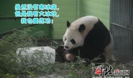 娱乐吃瓜熊猫视频下载,娱乐瞬间尽收眼底